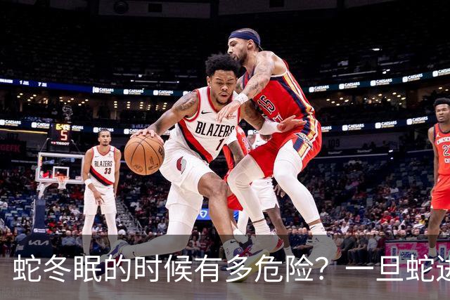 蛇冬眠的时候有多危险？一旦蛇进入冬眠，它就可能变成老鼠的一顿大餐